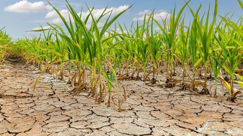 Un 80% menos de agua en los cultivos mundiales ¿eso no es un problema?