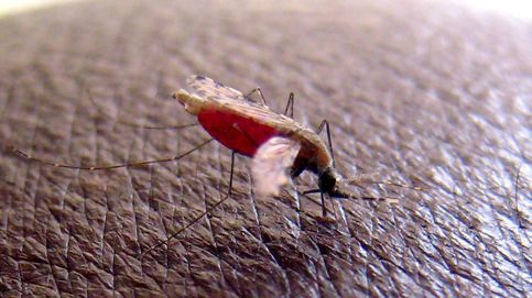 Hallan una posible vacuna para la malaria (y potencialmente para el Covid-19)