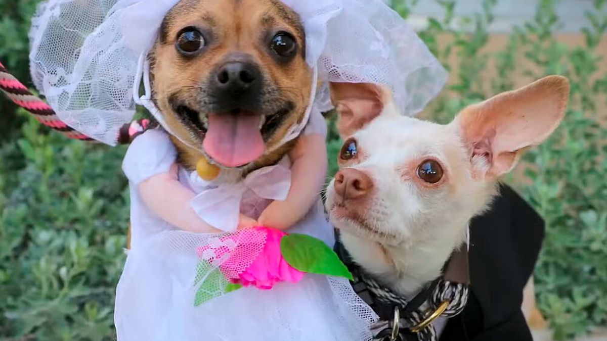 Esta boda entre chihuahuas se hace viral