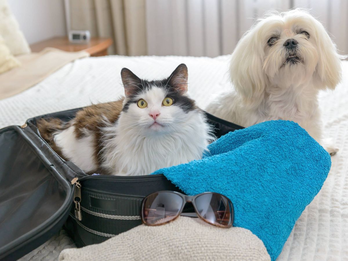Foto: Un gato y un perro antes de irse de viaje (iStock)