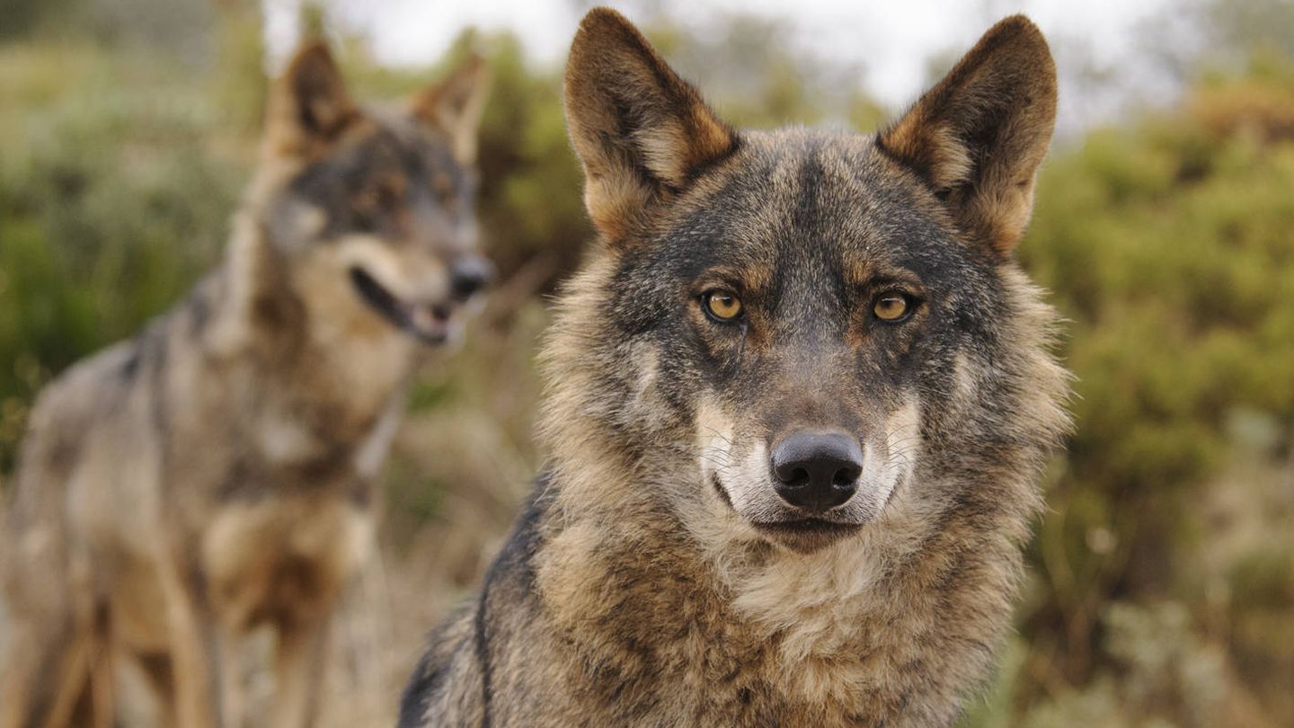 El lobo ibérico se ha recuperado al norte del Duero. (Ana Retamero/WWF)