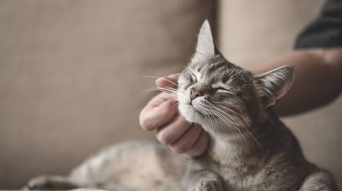 Soy veterinario y este es el tiempo que tarda un gato en olvidar a su dueño