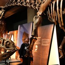 Foto: huesos-dinosaurios-descubrimiento-tambalear-ciencia-cristianismo