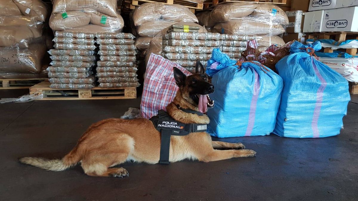 Yuko y Ginger, valor y carácter: así son los perros policía premiados por Interior