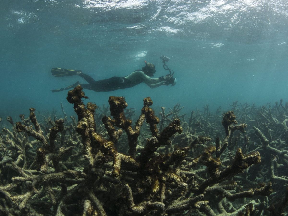 Foto: Los compuestos tóxicos de los filtros solares dañan los corales. (EFE)