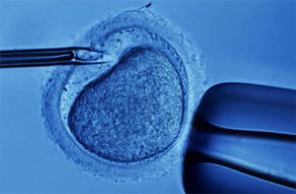 Foto: Más de 350 proteínas diferencian los embarazos in vitro de los naturales