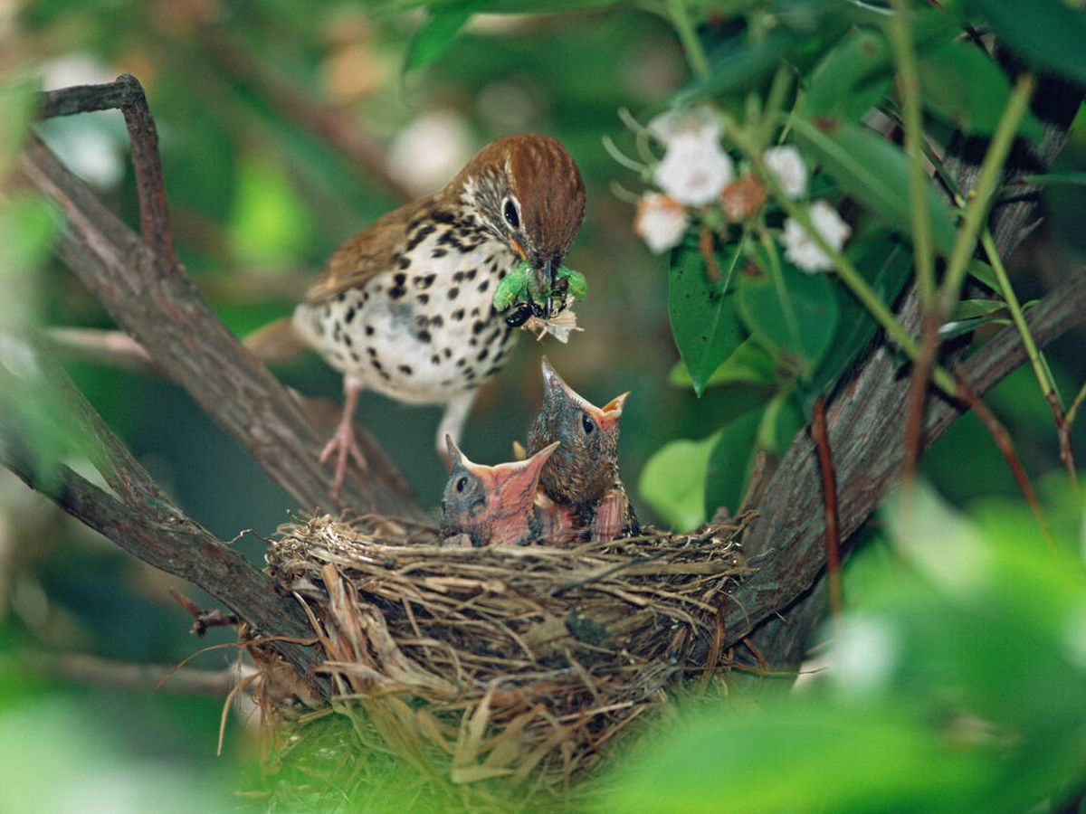 Foto: Un zorzal charlo alimentando a sus crías en el nido. (iStock)