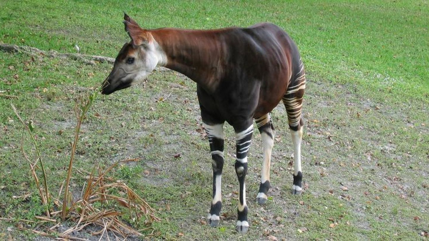 Un Okapi conservado en el zoo de Miami. (Eugenia & Julian)