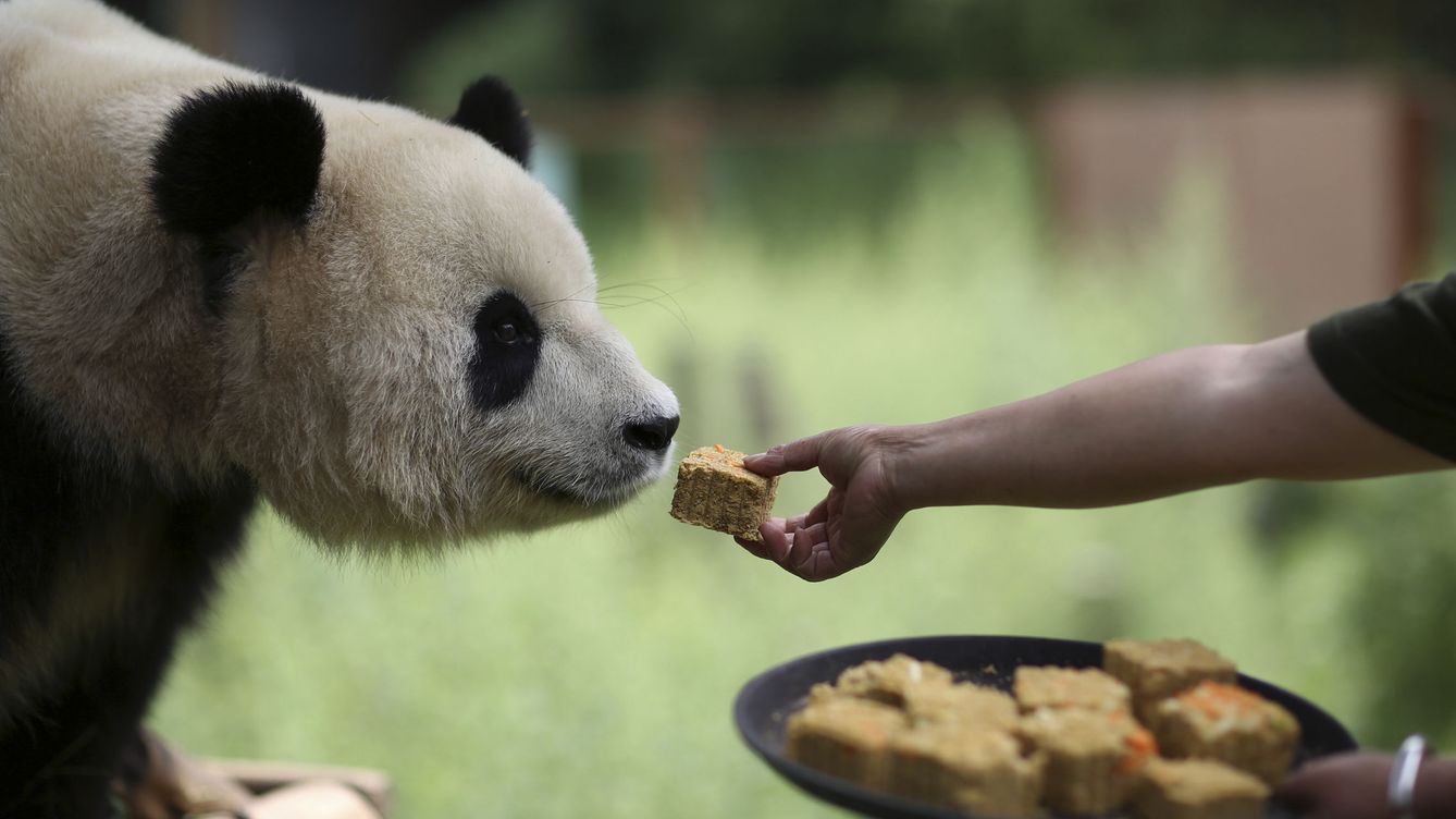 Cuánto sabes sobre osos panda?