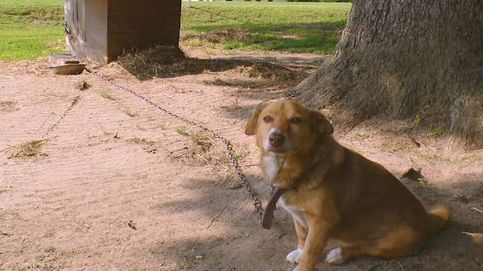 Miss Willie: la perra que pasó 12 años sola y encadenada pero murió feliz