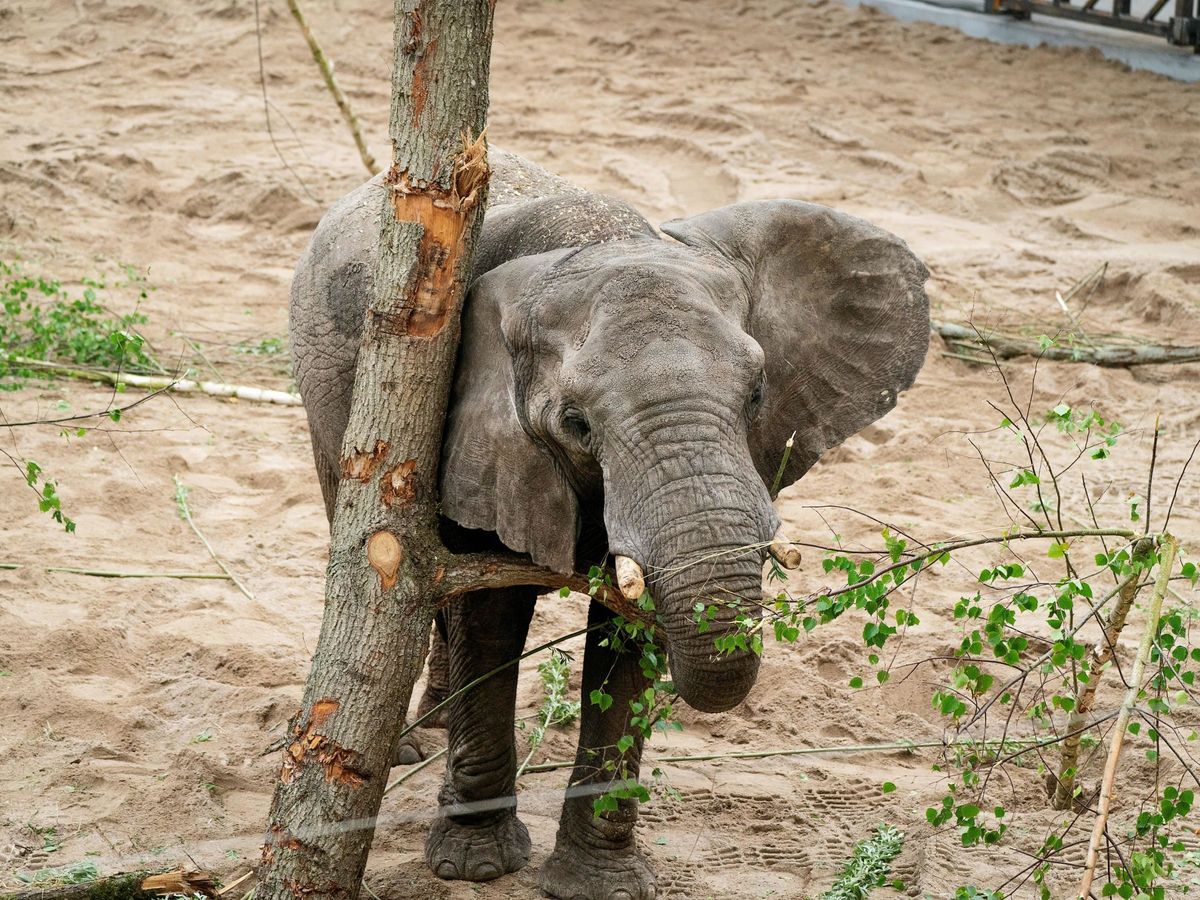 Foto: Este cazador furtivo puede ser el responsable de la muerte de 500 elefantes. Foto: EFE Claus Bech