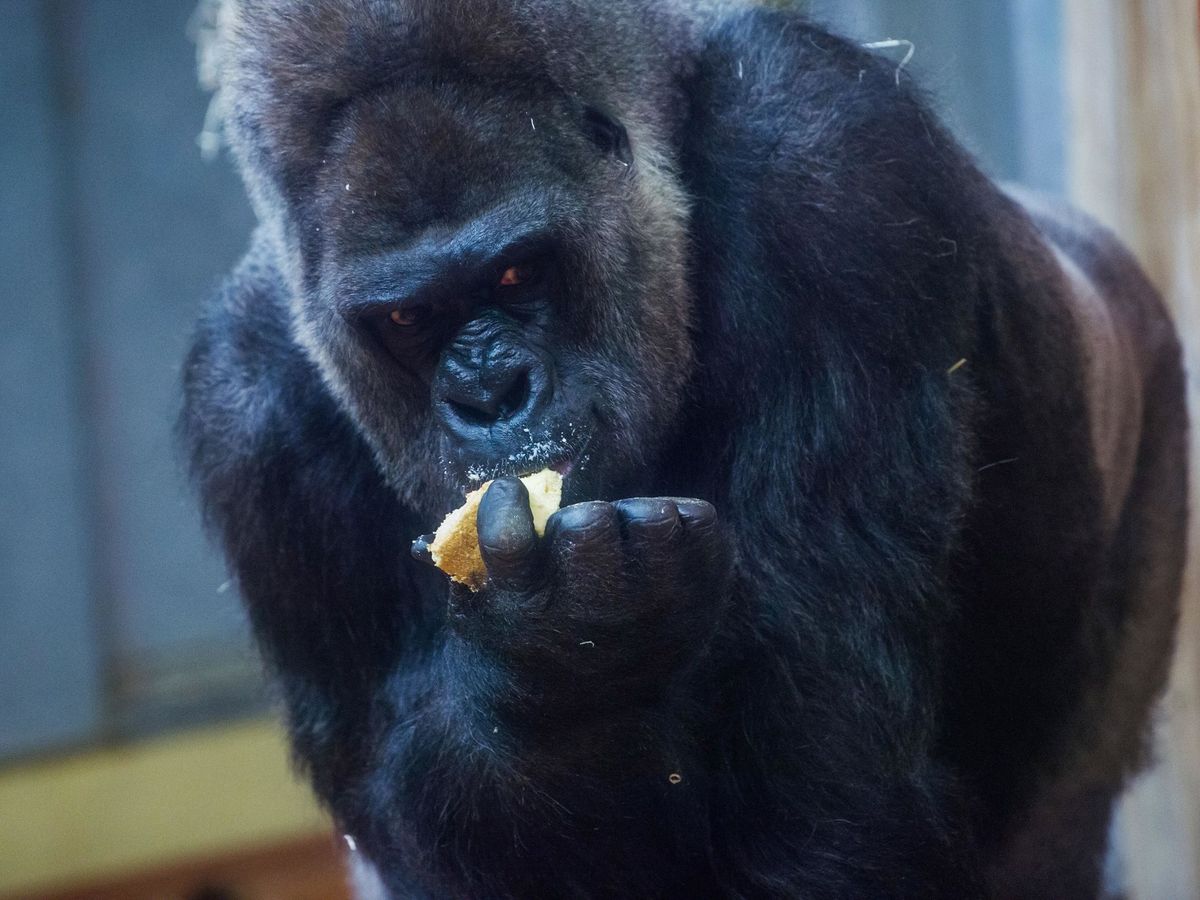 Foto: Los huesos de los gorilas envejecen mejor que los nuestros. Foto: EFE EPA Zoltan Balogh 