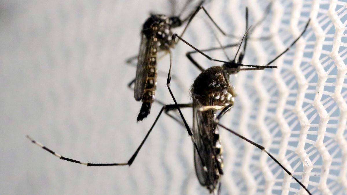 Florida probará mosquitos genéticamente modificados contra el Zika y el dengue