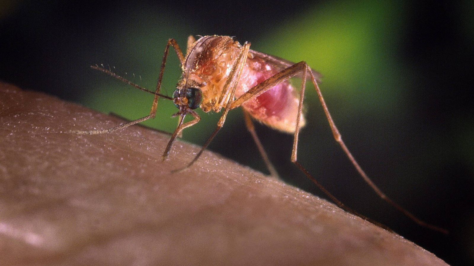 Foto: Mosquito Aedes japonicus