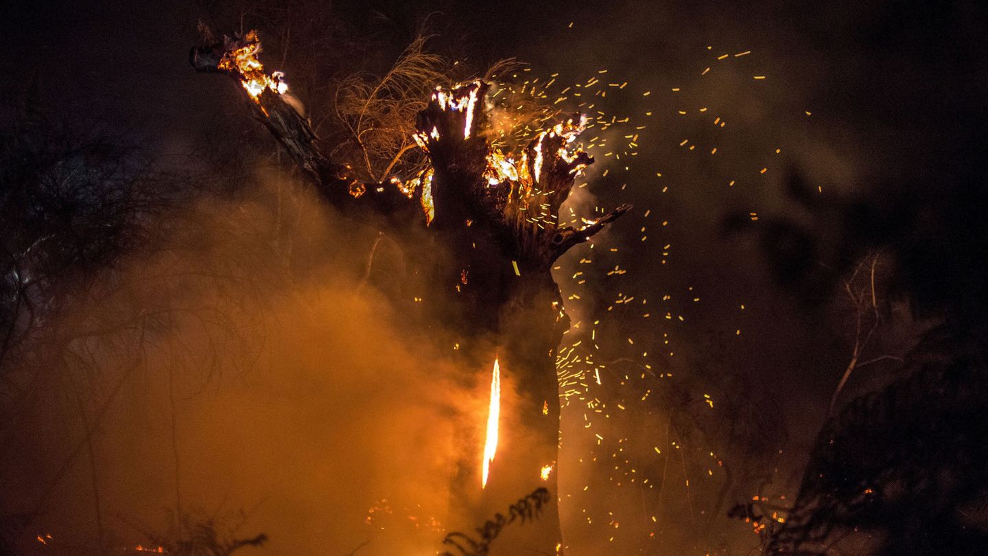 En la imagen, un árbol ardiendo durante  el incendio forestal de Vilamarín. (EFE)