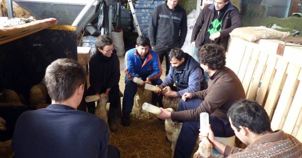 Foto: Alumnos de la Escuela de Pastores aprenden a alimentar a los corderos. (EC)