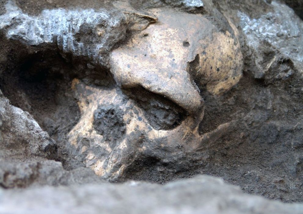 Foto: El cráneo de Dmanisi, durante la excavación (G.N.M.)