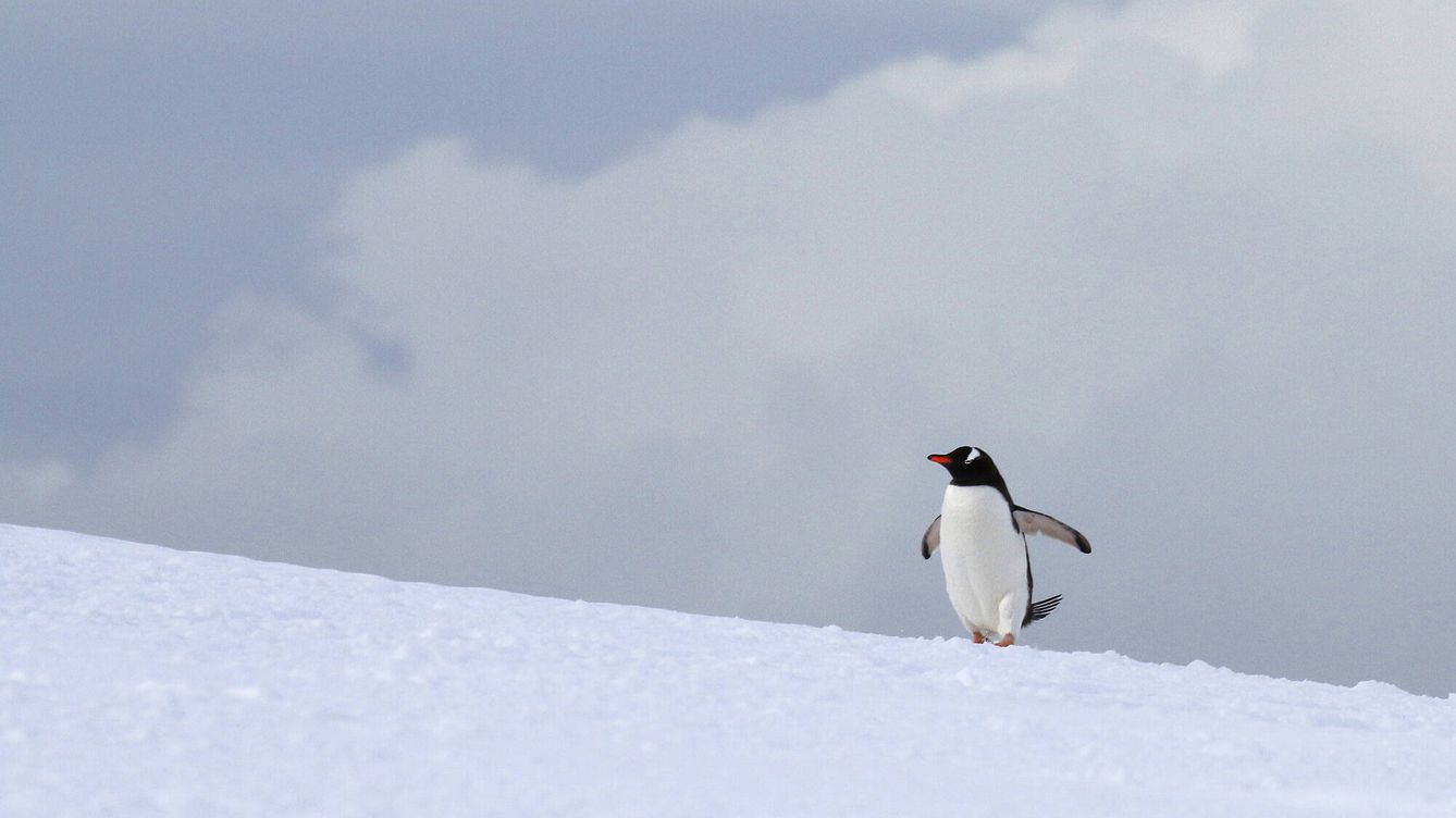 Foto: Los pingüinos de la Antártida, amenazados por el calentamiento global. (Andoni Canela)