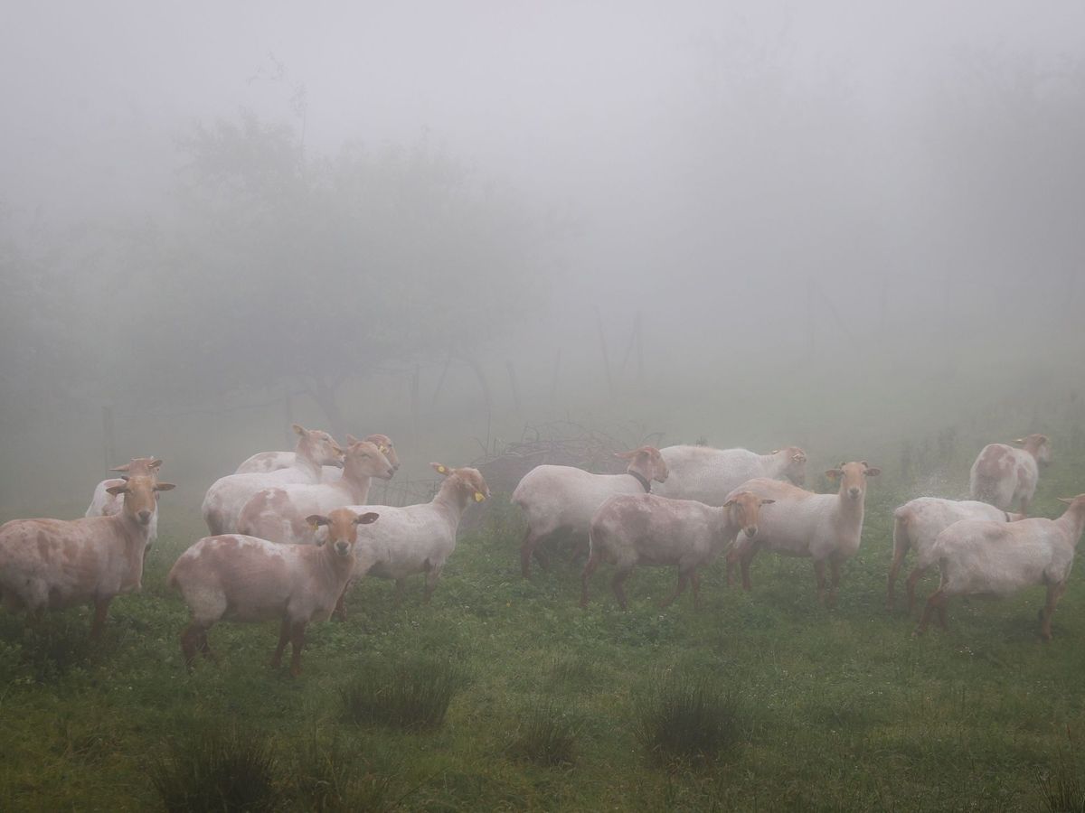 Foto: Un rebaño de ovejas bajo una intensa lluvia. (EFE)