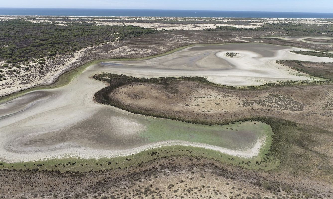 La sequía y el espolio del acuífero han desecado la laguna de Santa Olalla, la más importante de Doñana (EFE.EBD/CSIC)