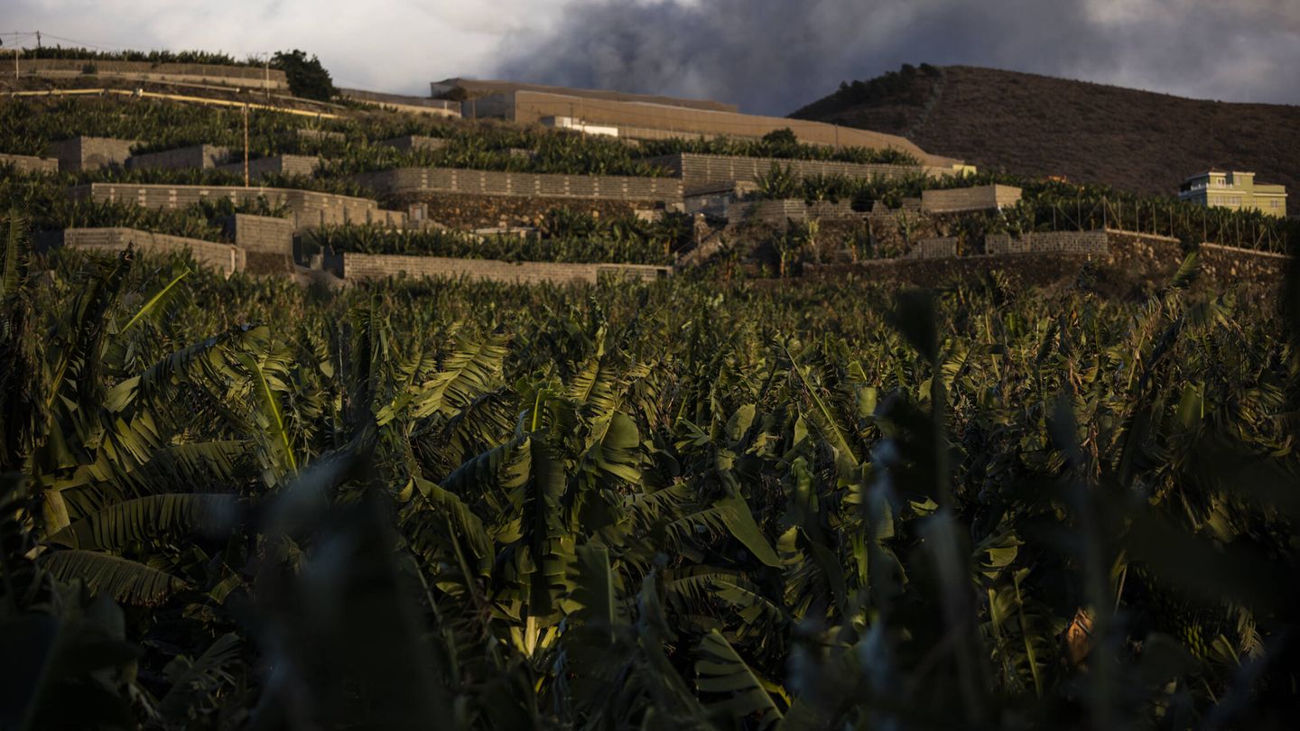 La erupción avanza en La Palma. (Alejandro Martínez Vélez)