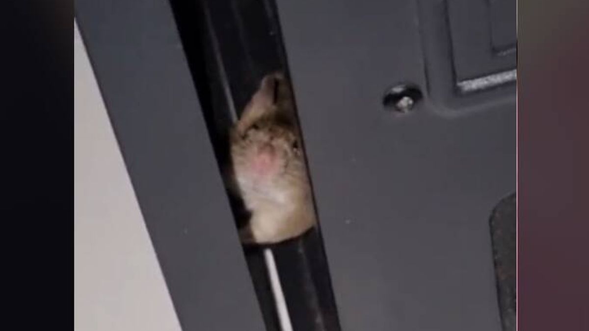 No sabía por qué su ordenador iba mal hasta que lo abrió y se encontró... ¡Un ratón!