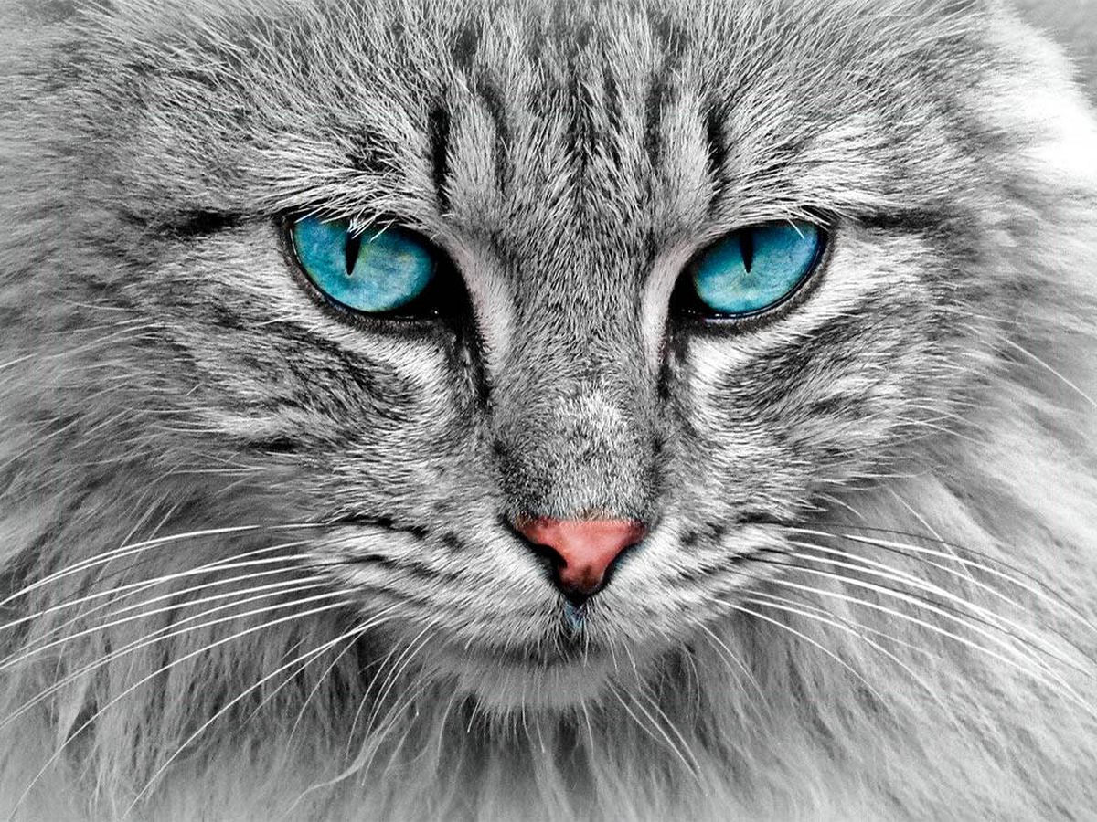 Foto: Todos los gatos domésticos presentan "rasgos psicópatas" (Pixabay)