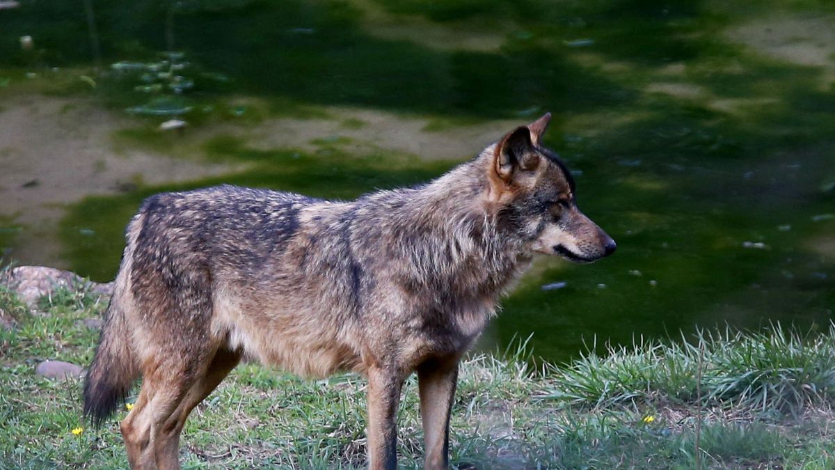 España no es lugar para lobos: por qué este animal está en peligro también en Cantabria