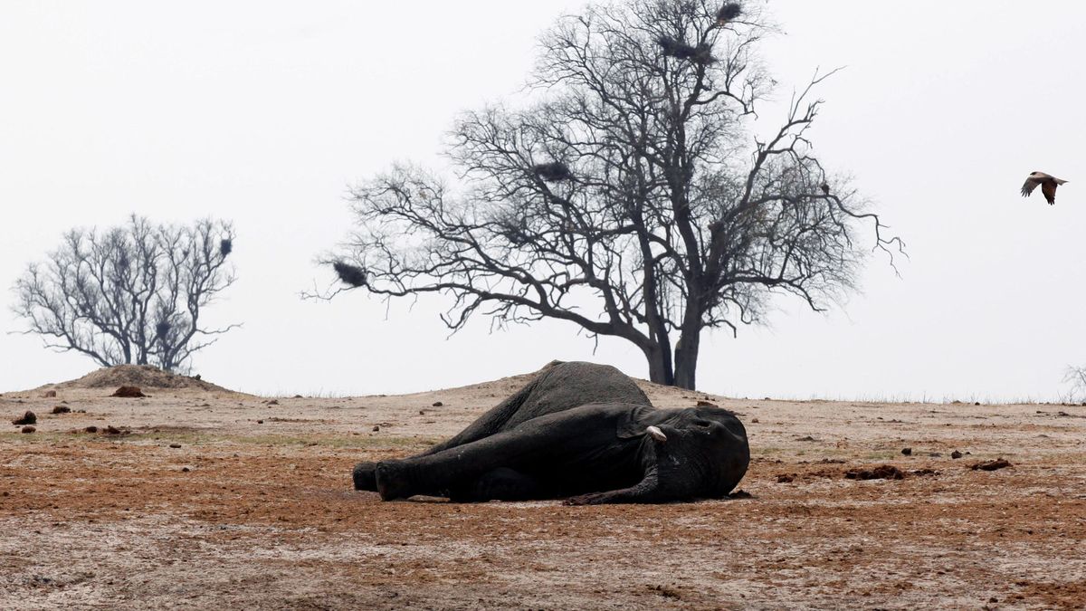 "Mejor vender que sacrificarlos": por qué Zimbabue defiende la venta de elefantes