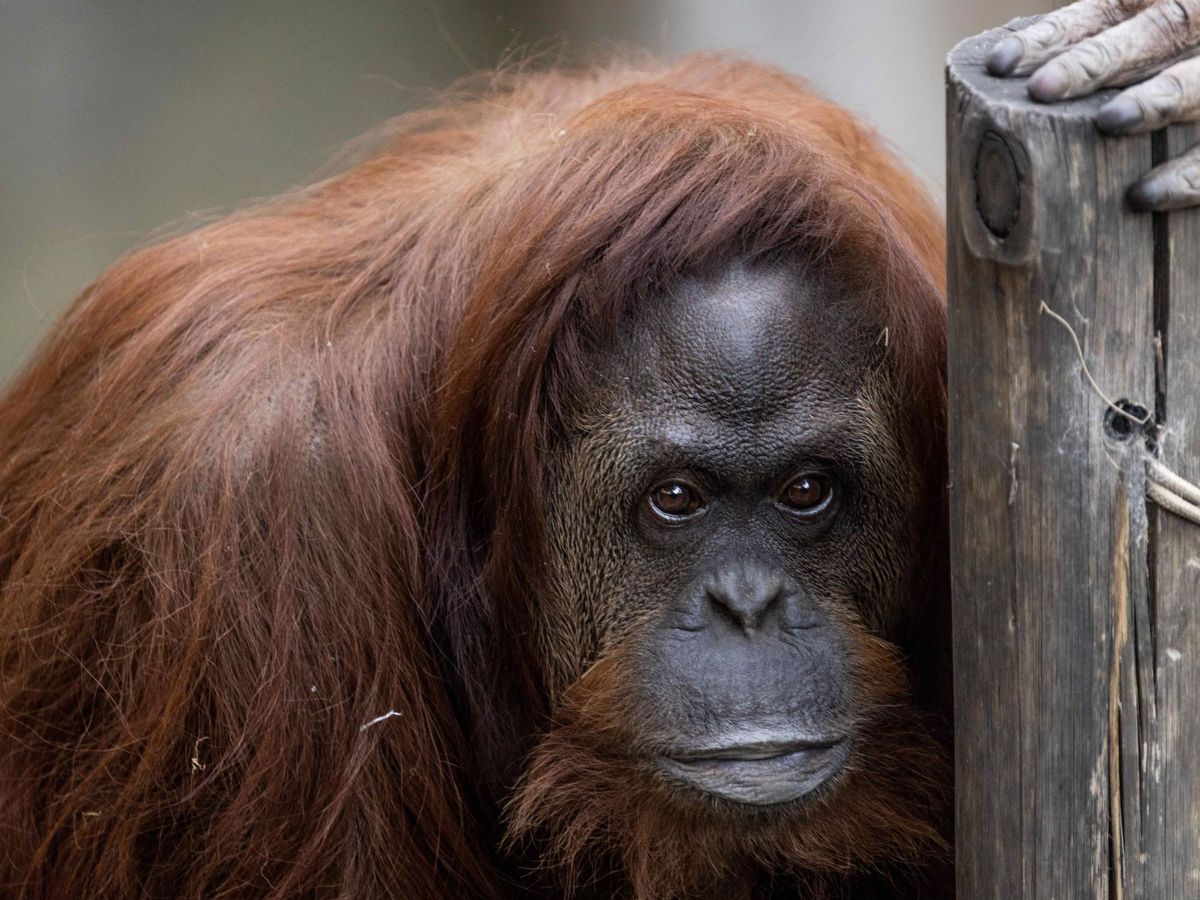 Foto: Un orangután hembra. (EFE)