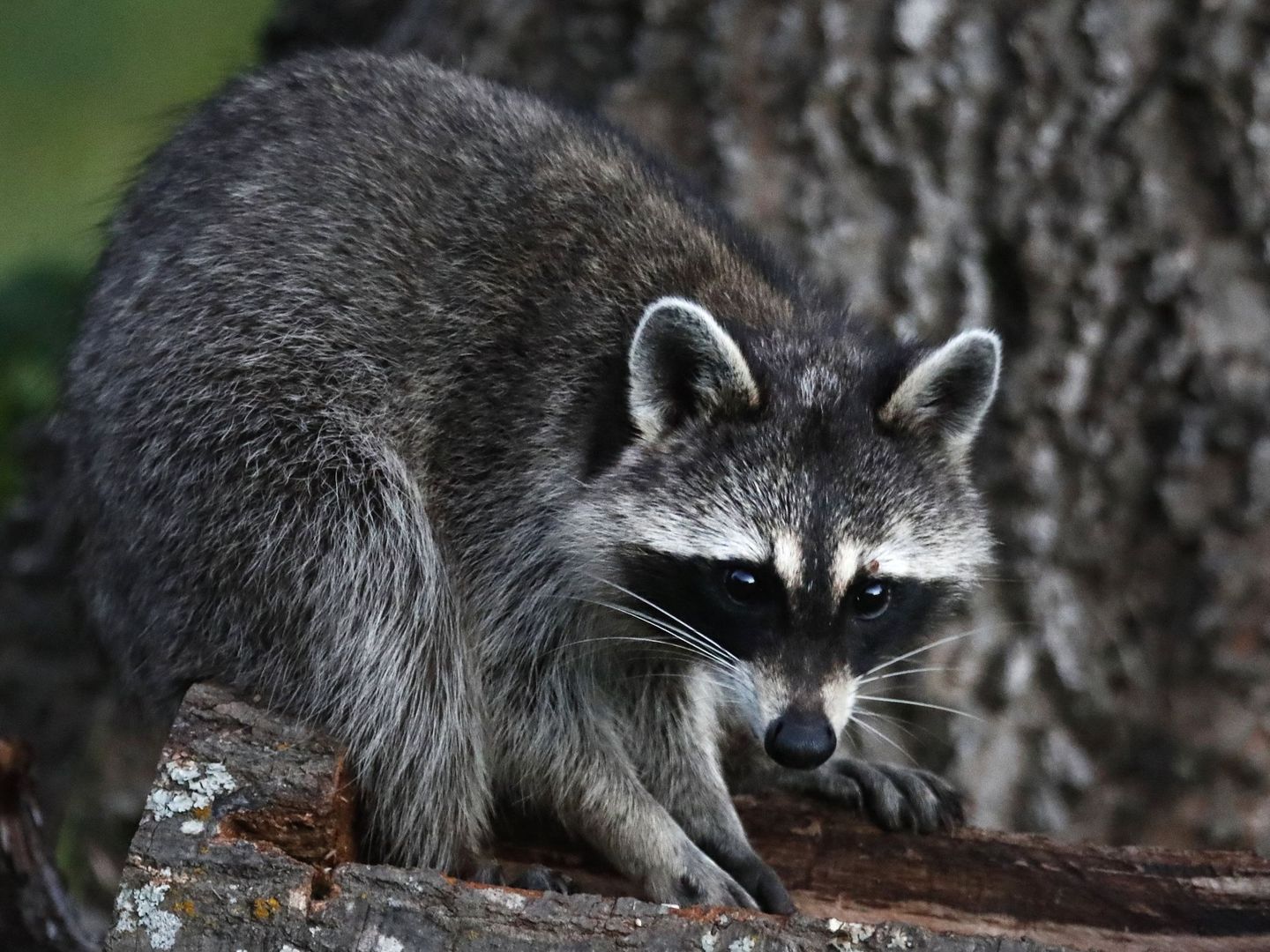 El mapache, una de las especies invasoras prohibidas en la legislación actual (Foto: EFE)