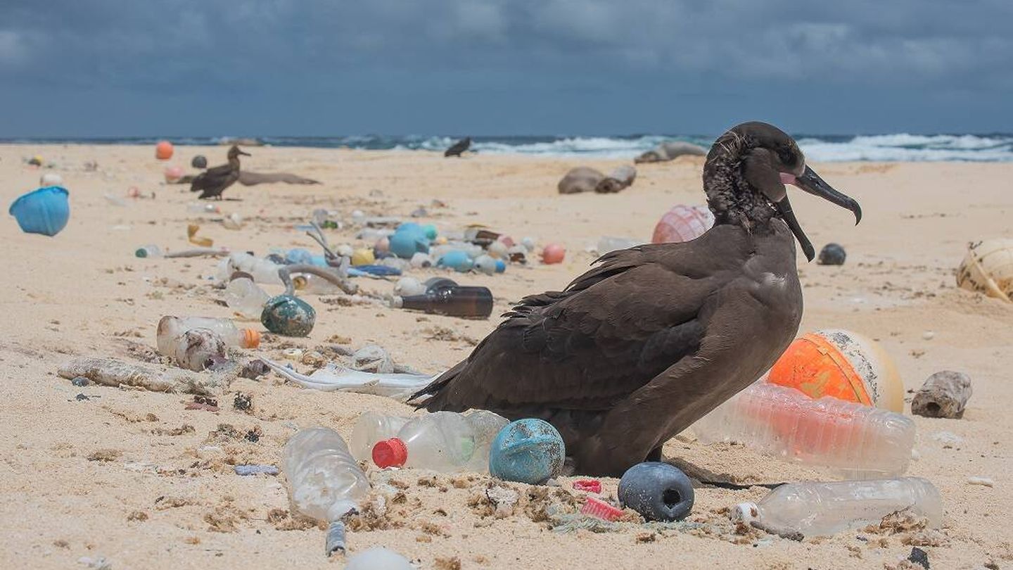 Las aves marinas viven rodeadas de plástico. (The Ocean Cleanup)