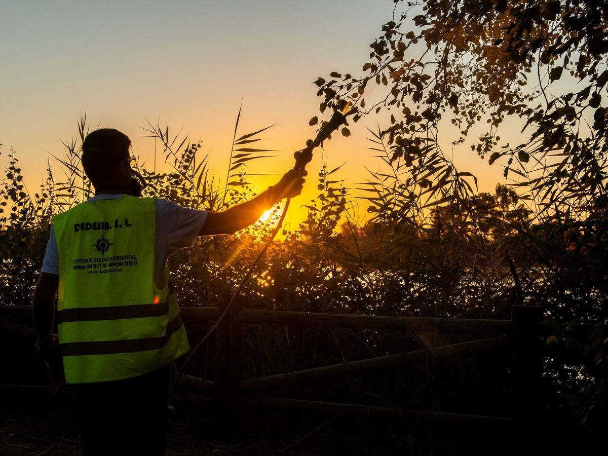 Foto: Un operario fumiga la margen del río Guadalquivir a su paso por La Puebla del Río (Sevilla) para evitar la propagación de mosquitos que transmiten la Fiebre del Nilo. (EFE/ Raúl Caro)
