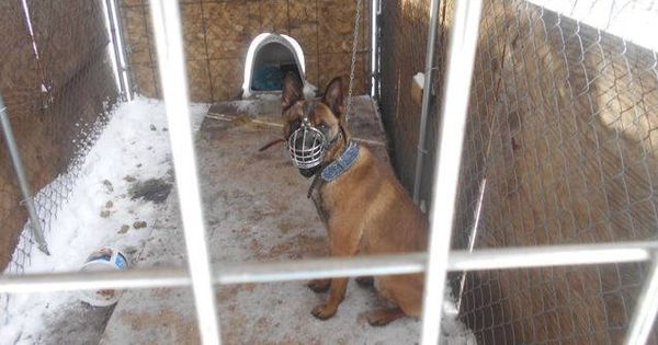 Foto: El perro, atado y dentro de una jaula en plena ola de frío (Foto: Departamento de Policía de Brooklyn Center)