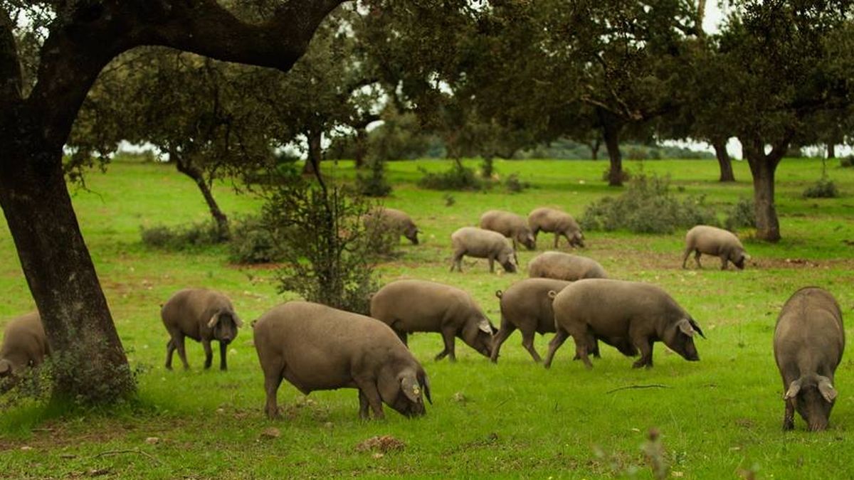 La sequía deja sin hierba a los cerdos de bellota y amenaza la calidad del jamón