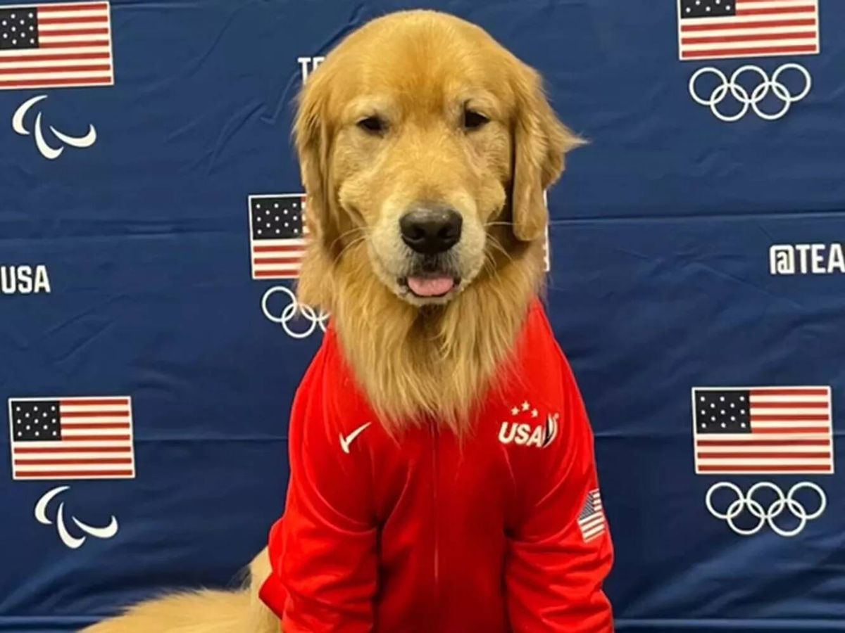 Foto: Beacon, el perro que acompaña al equipo de gimnasia de EE.UU. (Instagram).