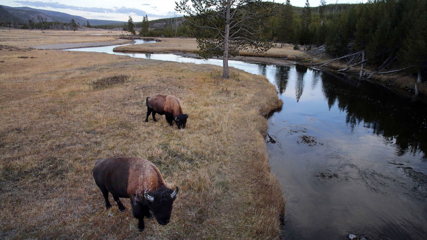 Una pequeña manada de bisontes junto a un río en EEUU. (Andoni Canela)