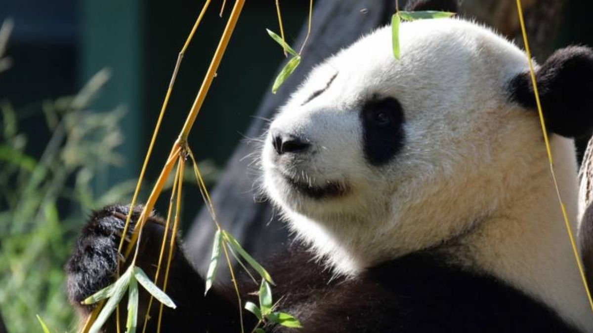Cómo el zoo de Madrid ha conseguido un bebé panda (solo copulan una vez al año)