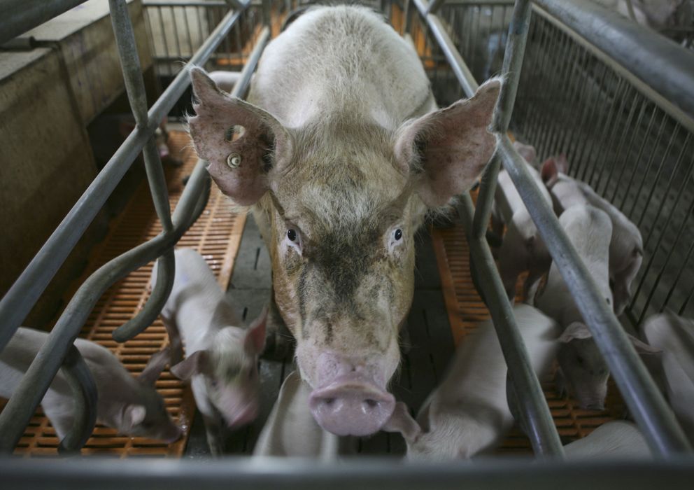 Foto: Imagen de archivo de una granja de cerdos (Reuters).