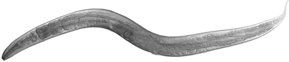'C. elegans'