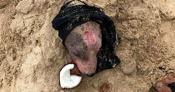 Foto: Así encontraron a Leialoha enterrada en la playa y sin apenas restos de piel (Foto: Facebook PAWS Hawaii)