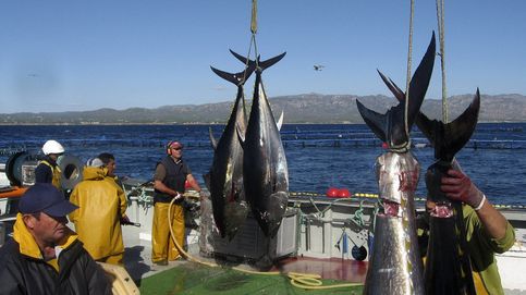 Llega a la Audiencia Nacional el mayor escándalo mundial por atún rojo ilegal