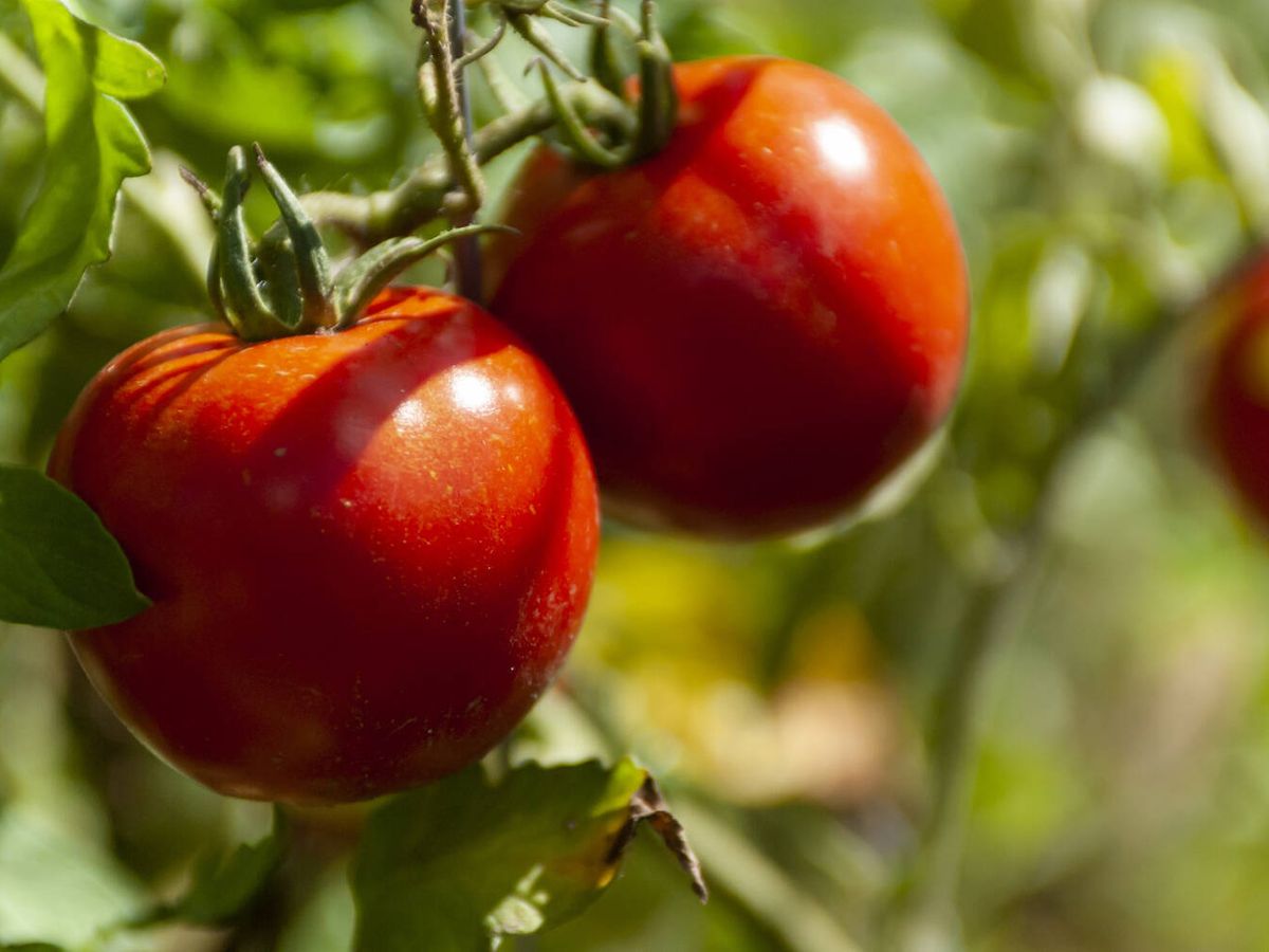 Foto: Tener tomates en el balcón de tu casa es posible: esto es lo que debes poner a tu tomatera para que de tomates grandes y sabrosos (wirestock para Freepik)