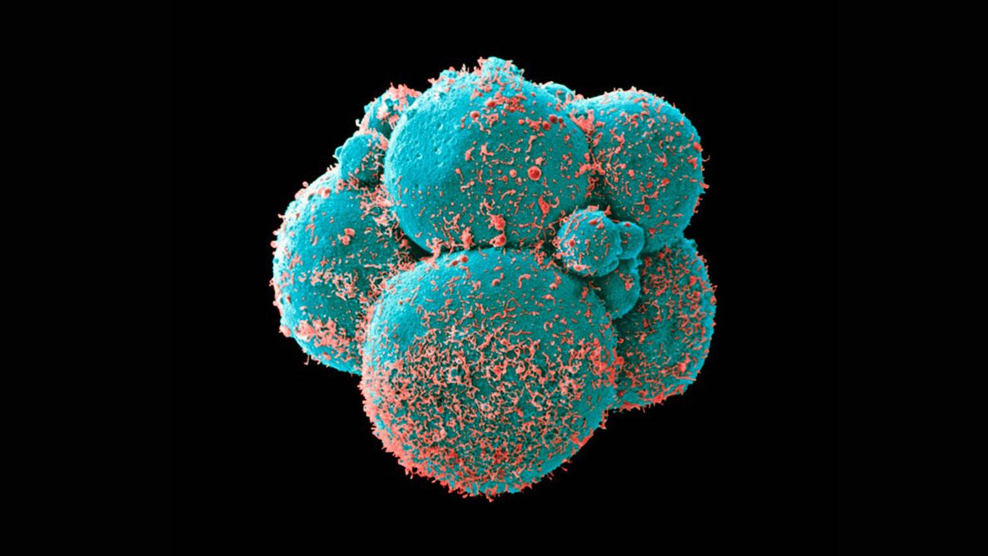 Renewal Bio busca crear embriones humanos sintéticos a partir de células madre. (SPL)