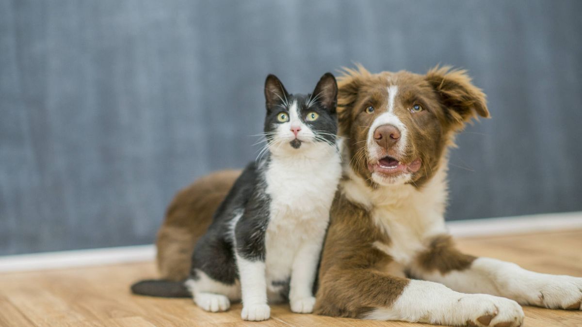 El duelo definitivo entre gatos y perros: ¿quién es más inteligente?