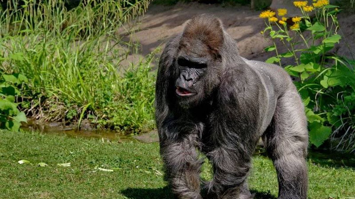 Muere Fritz, uno de los gorilas más ancianos de Europa, a los 55 años 