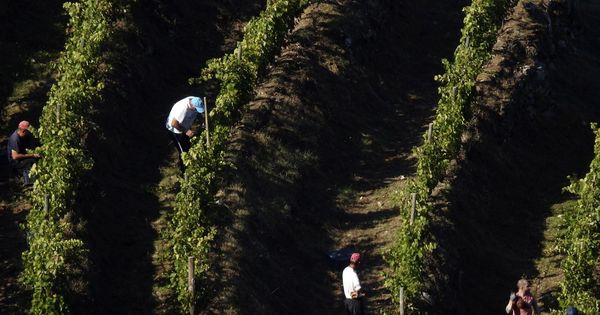 Foto: Viticultores en la vendimia en la Ribeira Sacra. (EFE)