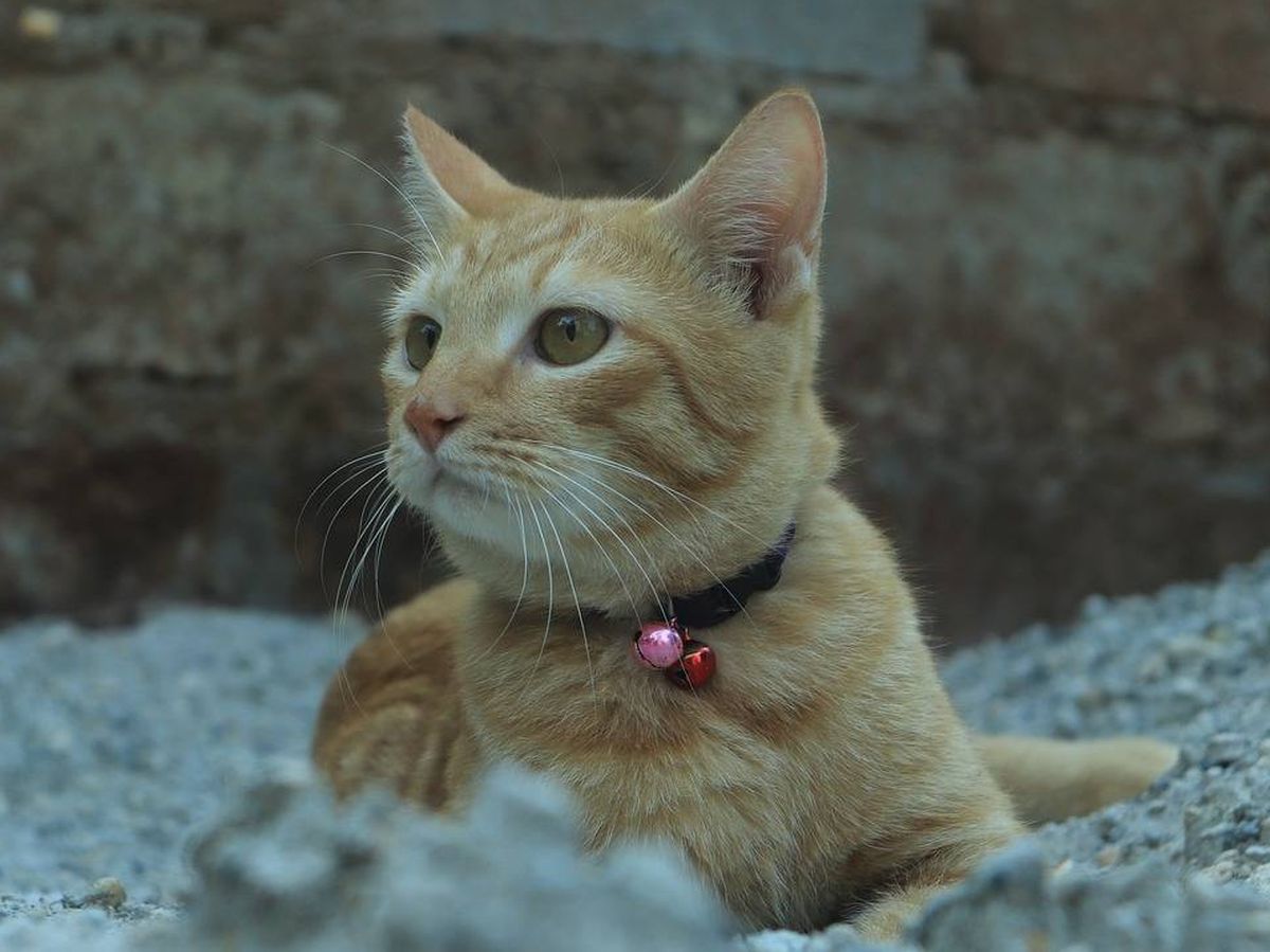 Foto: Las mejores bandejas de arena y areneros para gatos (Pixabay)