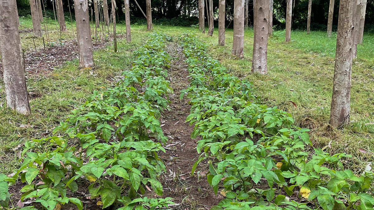Logran regenerar el suelo de las plantaciones de eucaliptos para cultivar alimentos