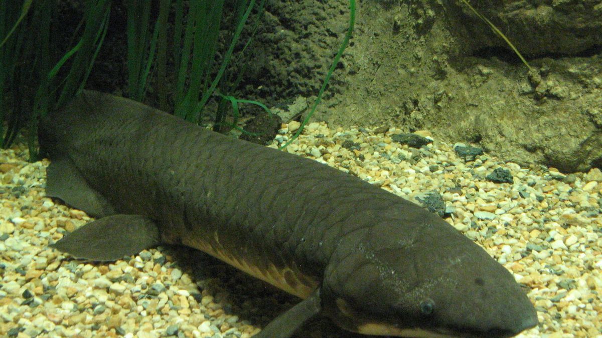 Los secretos del pez pulmonado, el animal con el genoma más grande del mundo
